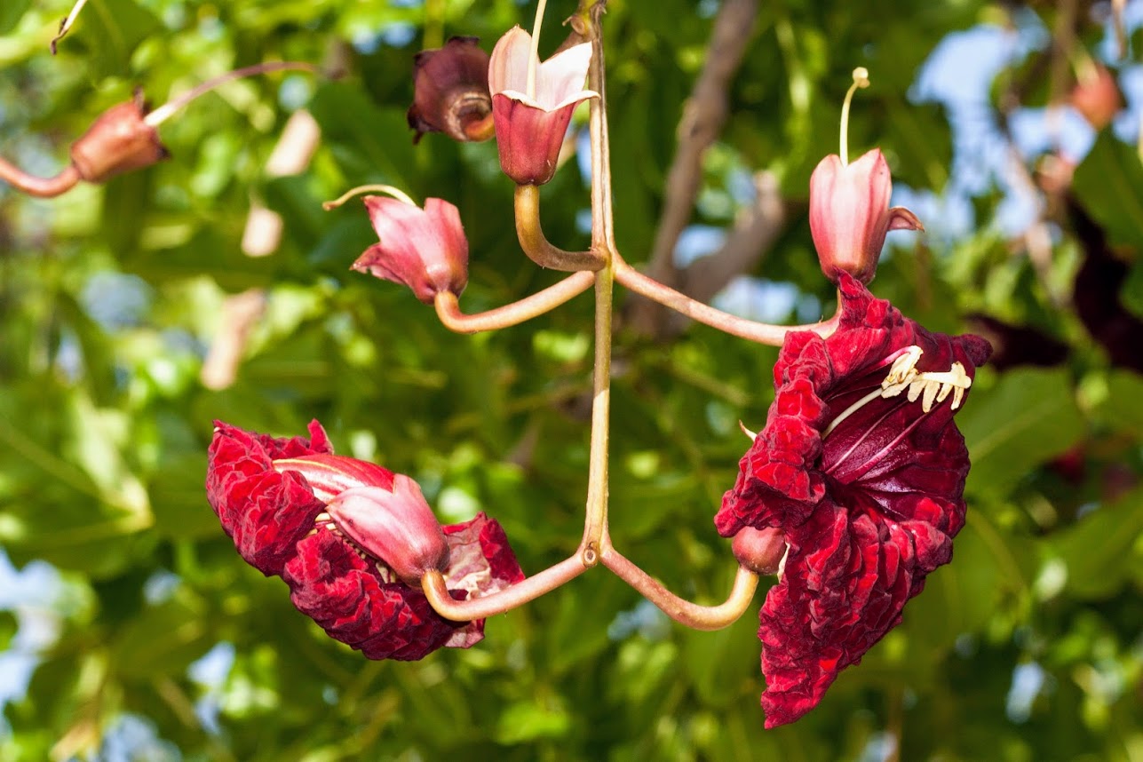 Изображение особи Kigelia pinnata.