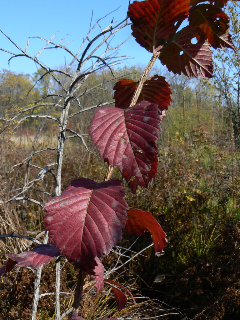 Изображение особи Ulmus japonica.