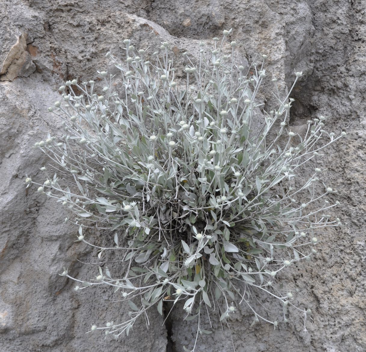 Image of Inula verbascifolia specimen.