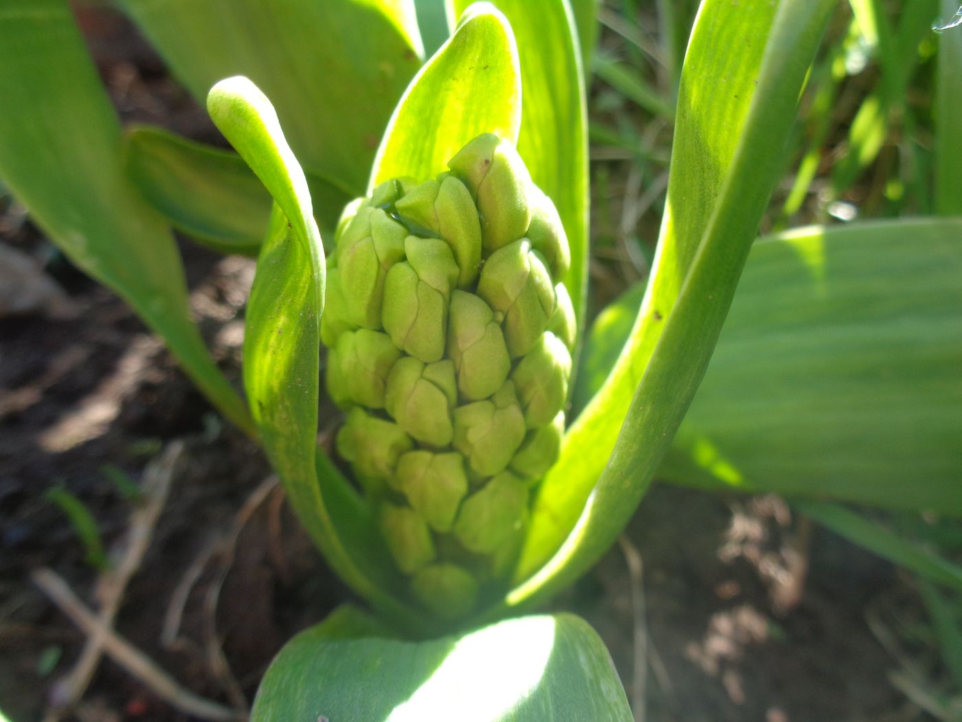 Image of Hyacinthus orientalis specimen.