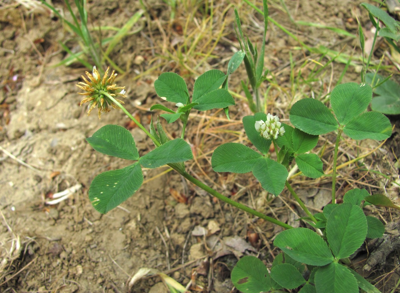 Image of Trifolium tumens specimen.