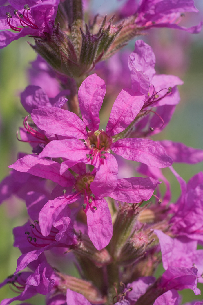 Image of Lythrum salicaria specimen.