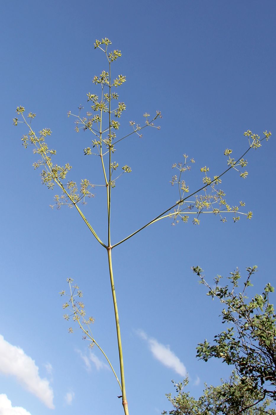 Image of Komaroviopsis anisosperma specimen.