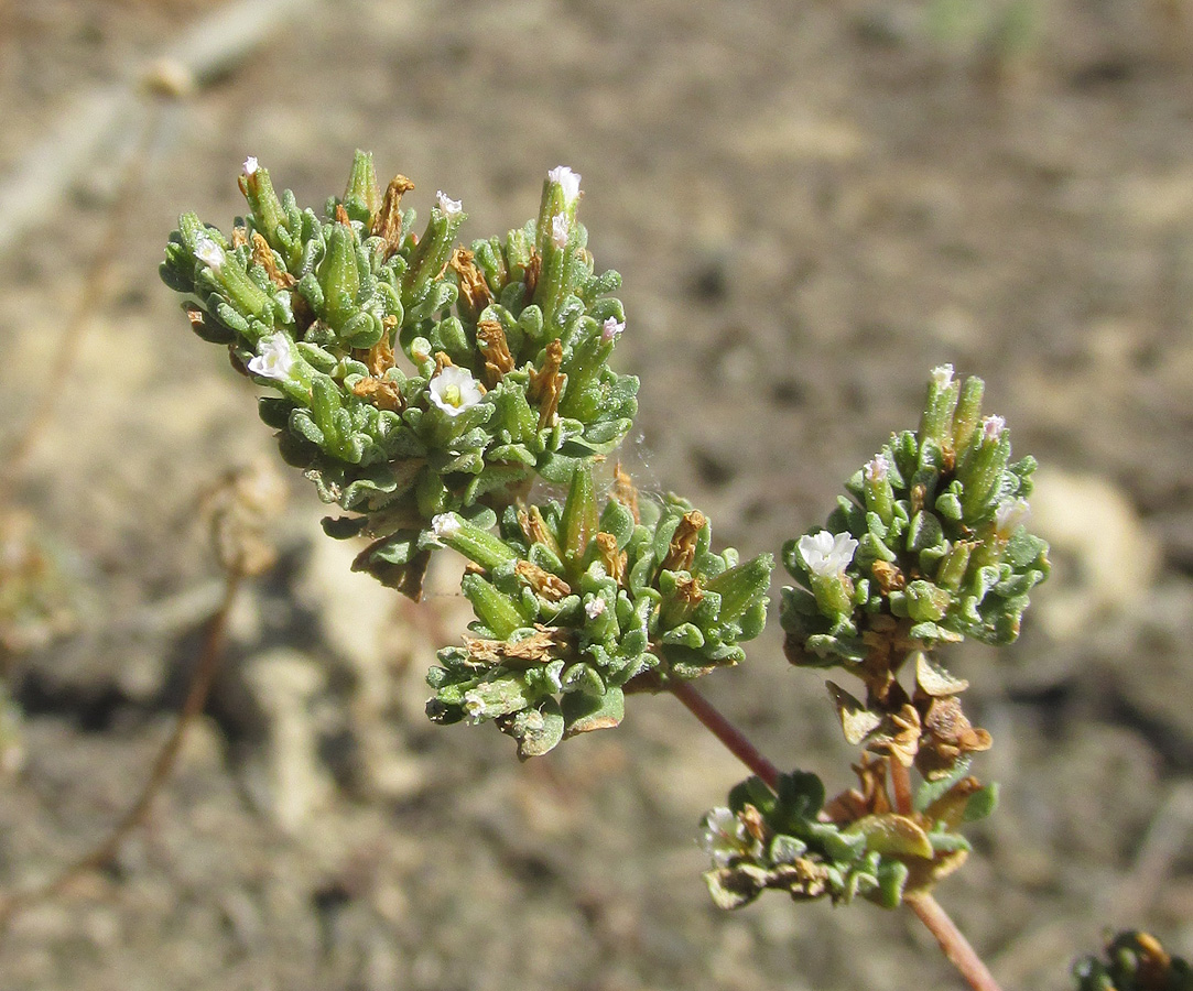 Image of Frankenia pulverulenta specimen.