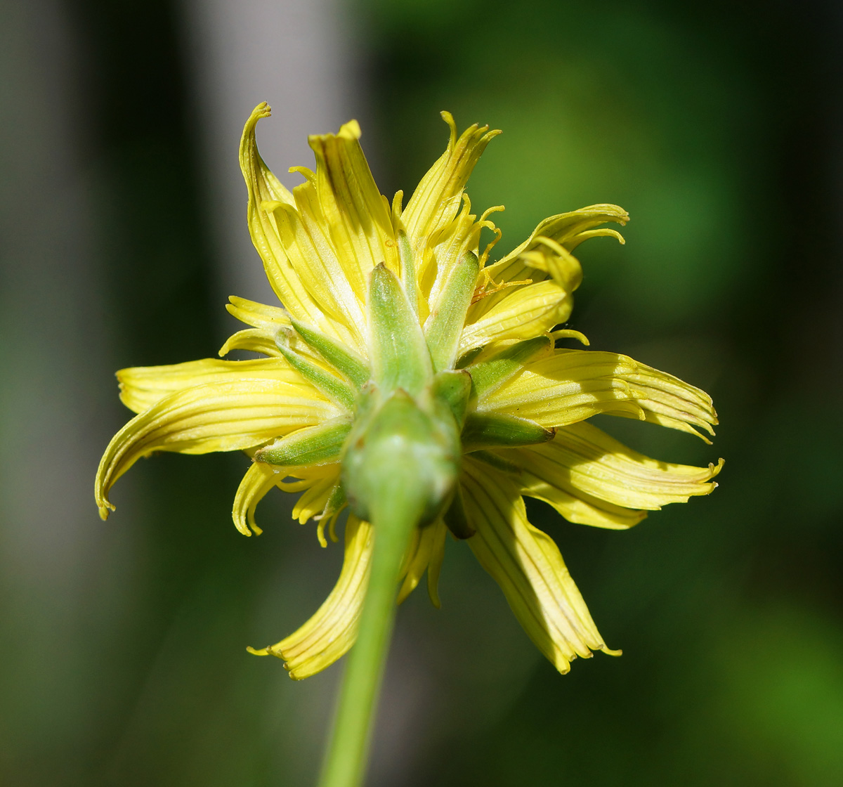 Image of Scorzonera austriaca specimen.