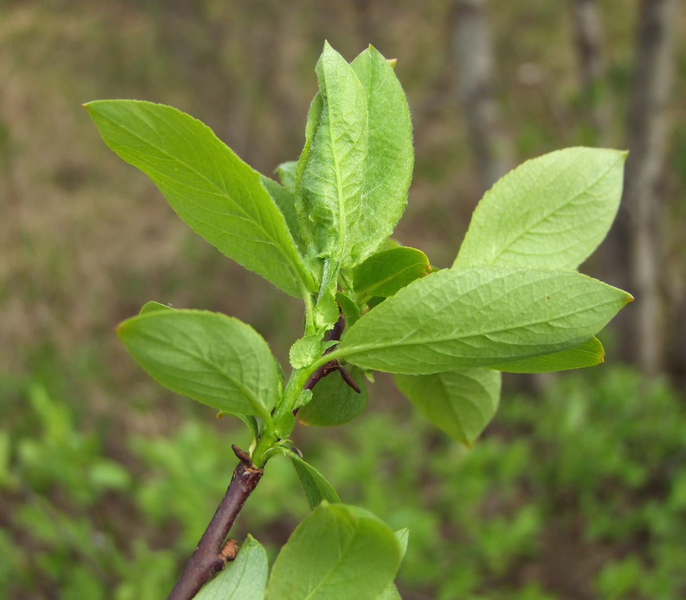 Изображение особи Salix hastata.