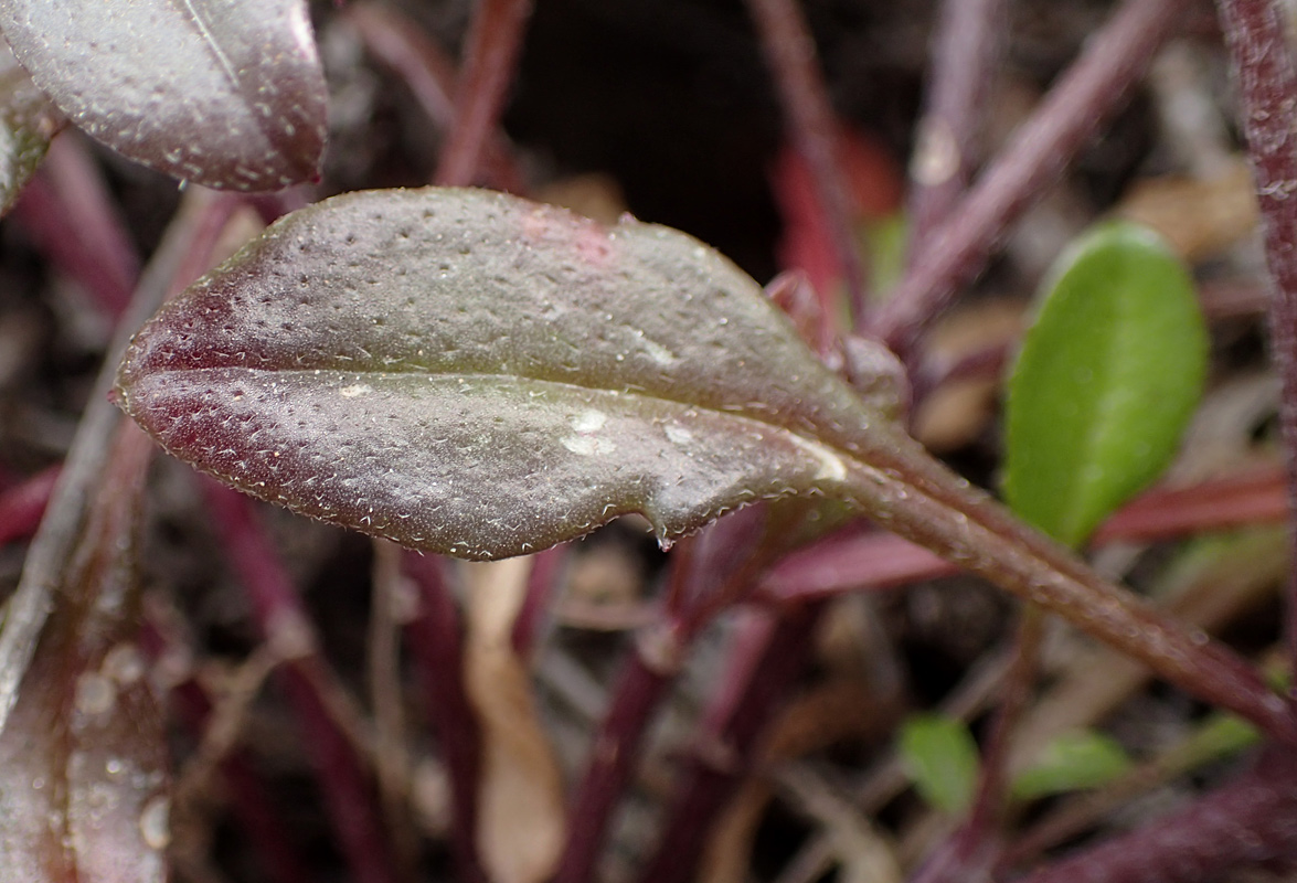 Изображение особи Malcolmia flexuosa.