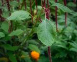 Amaranthus caudatus