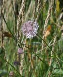 Astrantia trifida. Верхушка цветущего растения. Грузия, Казбегский муниципалитет, окраина с. Степанцминда, зап. склон горы Куро, выс. ок. 1850 м н.у.м, горный луг. 31.07.2018.