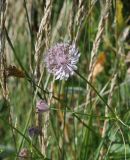 Astrantia trifida