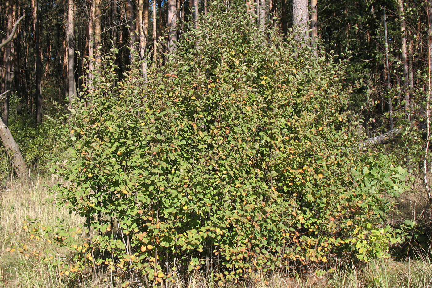 Image of Amelanchier spicata specimen.