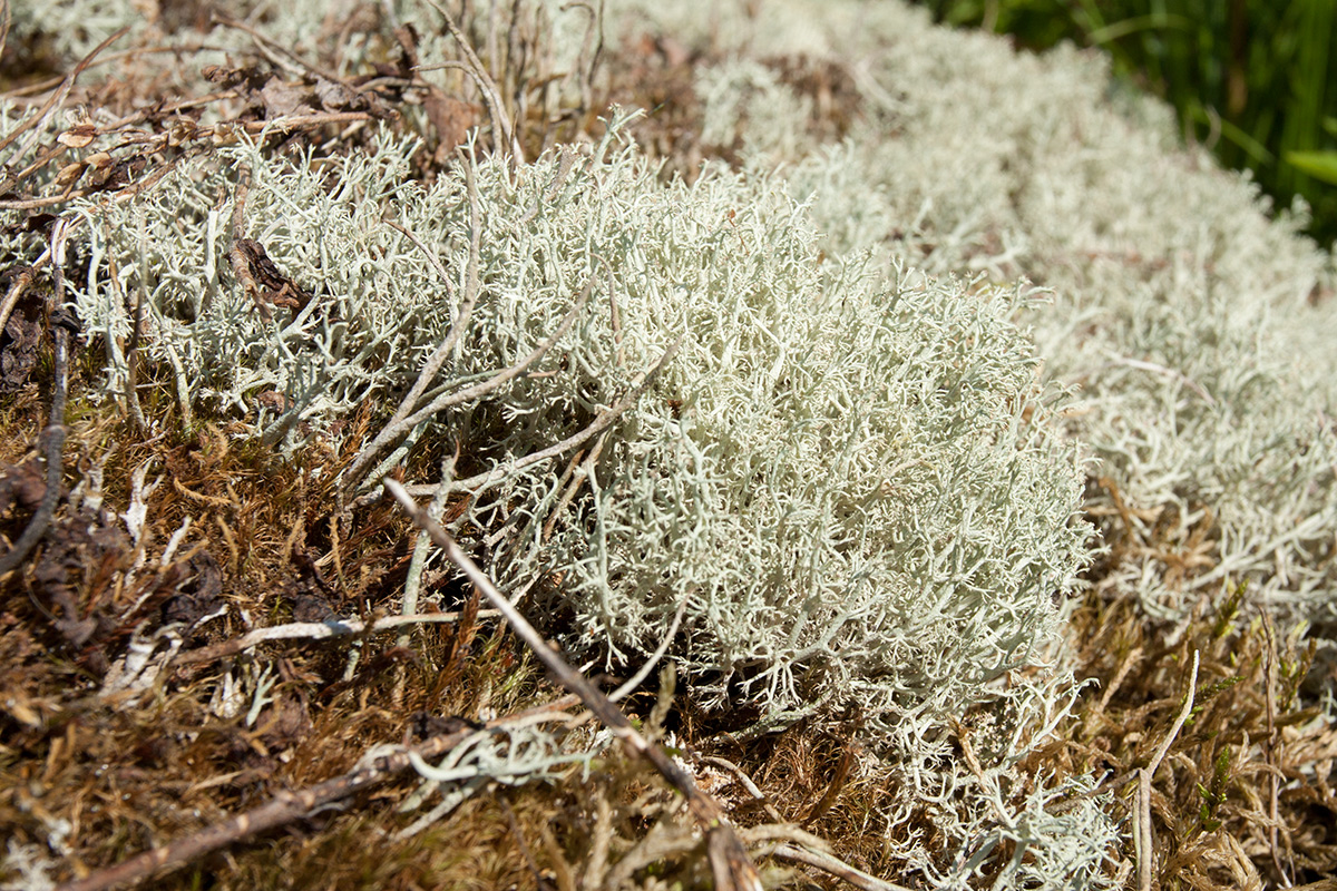 Изображение особи Cladonia arbuscula.