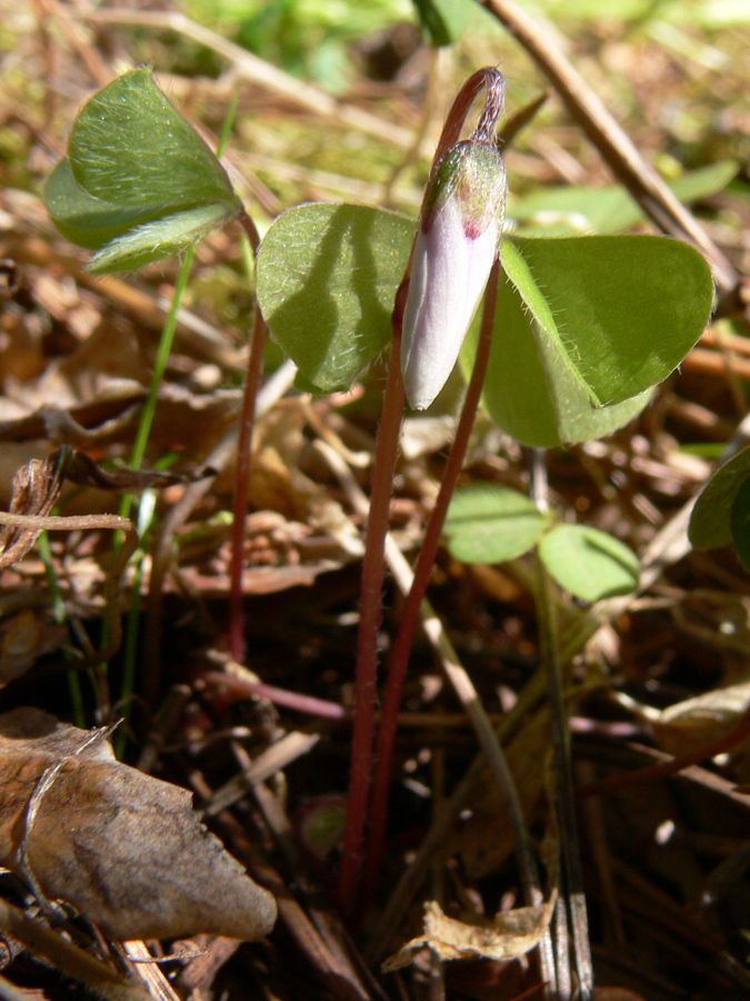 Изображение особи Oxalis acetosella.