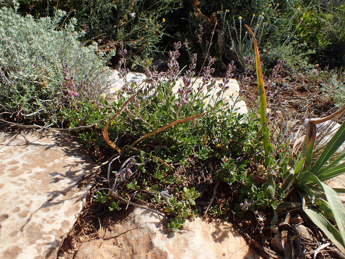 Изображение особи Teucrium divaricatum.