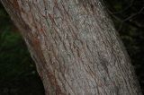 Arbutus unedo