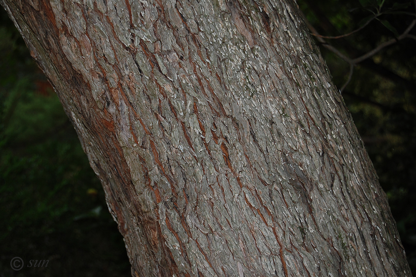 Image of Arbutus unedo specimen.