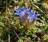 Gentiana septemfida. Цветущее растение. Карачаево-Черкесия, Малокарачаевский р-н, Хасаутский заказник, гора Большой Бермамыт, субальпийский луг. 13.09.2018.