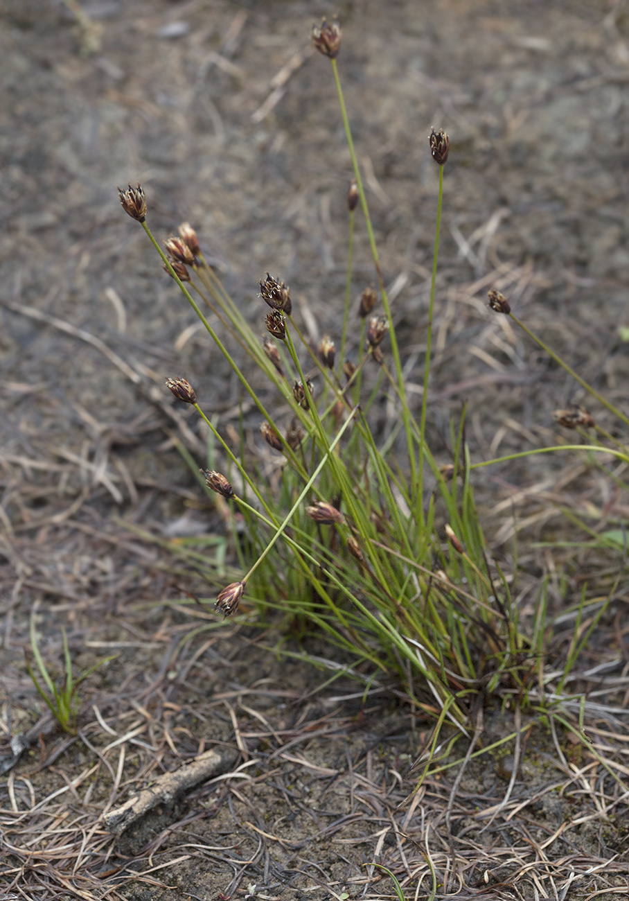 Изображение особи Juncus triglumis.