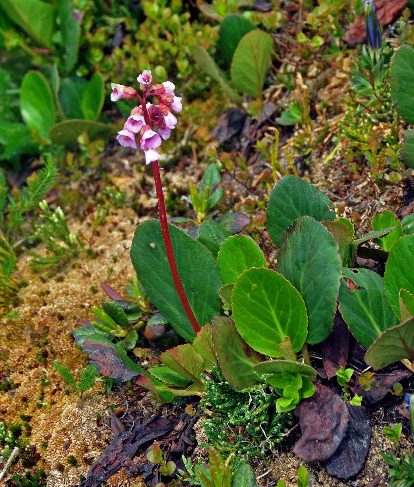 Изображение особи Bergenia crassifolia.