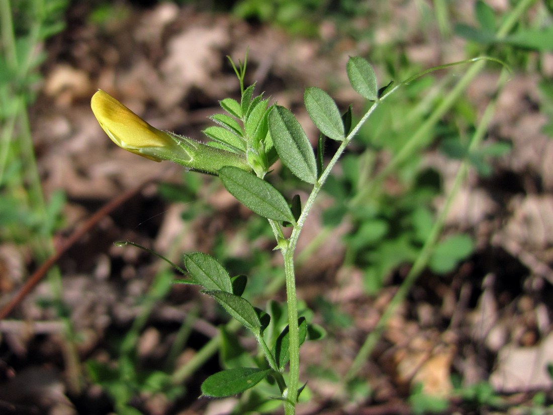 Image of Vicia grandiflora specimen.