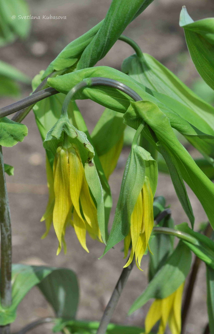 Image of Uvularia grandiflora specimen.