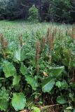Rumex alpinus