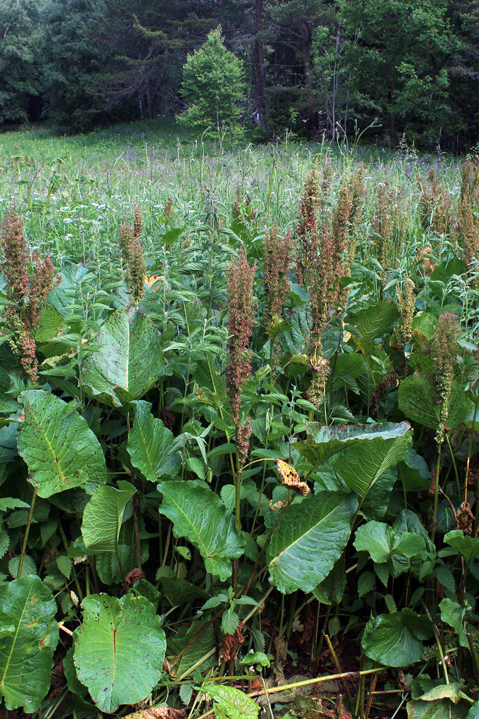 Изображение особи Rumex alpinus.