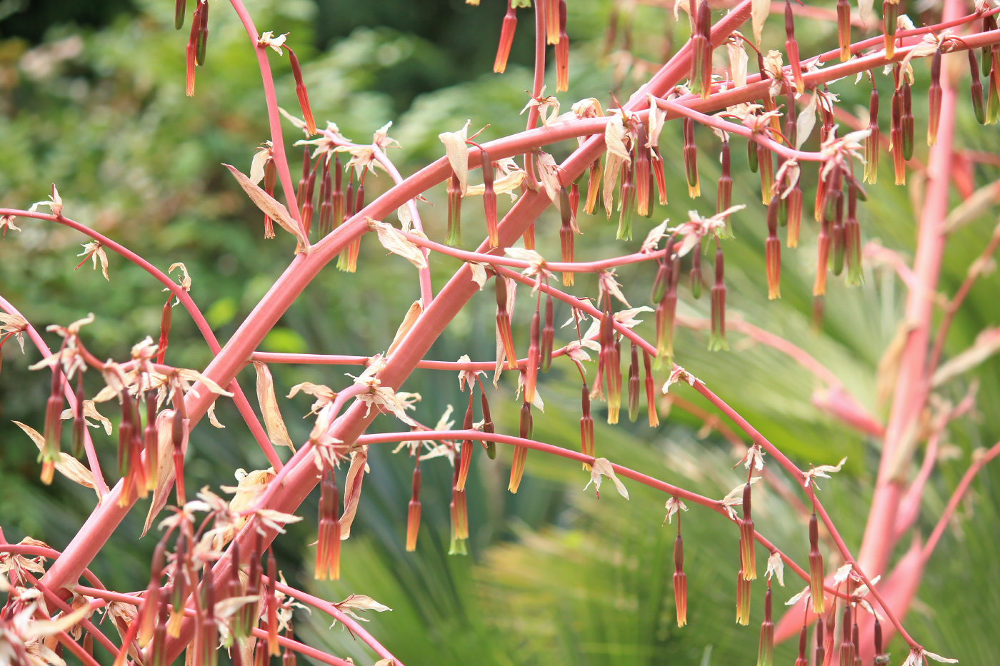 Изображение особи Beschorneria bracteata.