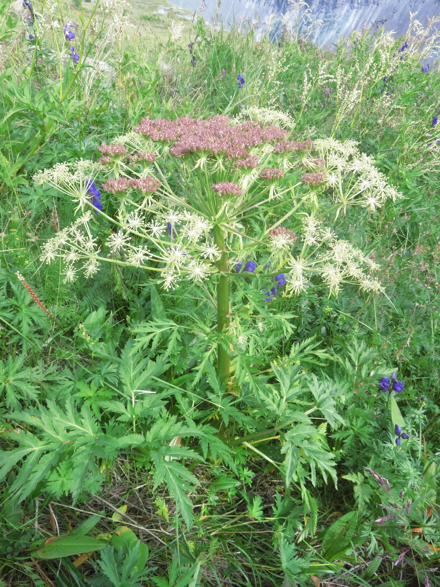 Image of Pleurospermum uralense specimen.
