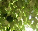 Tilia oliveri