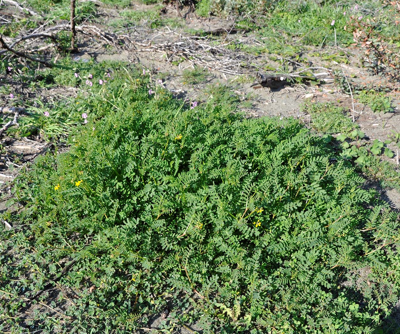 Image of Hippocrepis multisiliquosa specimen.