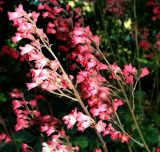 genus Heuchera. Верхушка соцветия. Крым, Южный Берег, Партенит, парк ЛОК \"Айвазовское\". 30.04.2018.