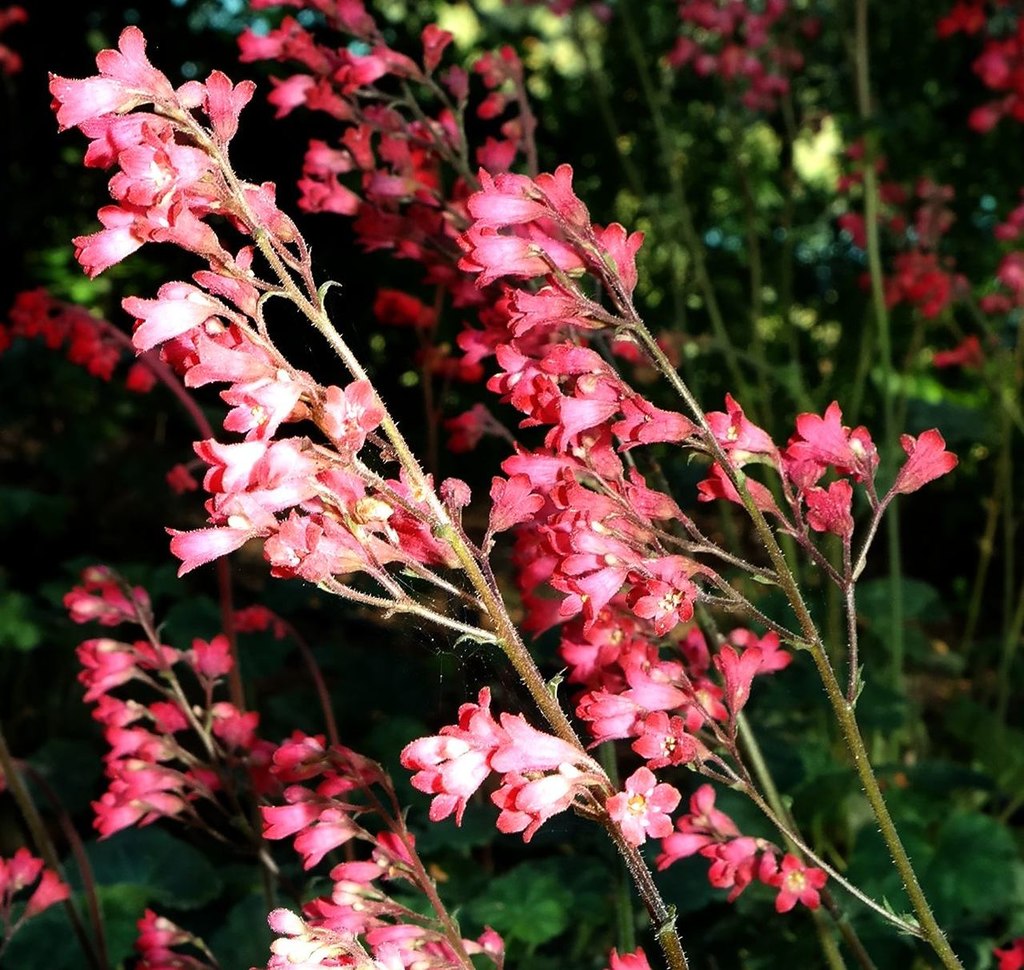 Изображение особи род Heuchera.