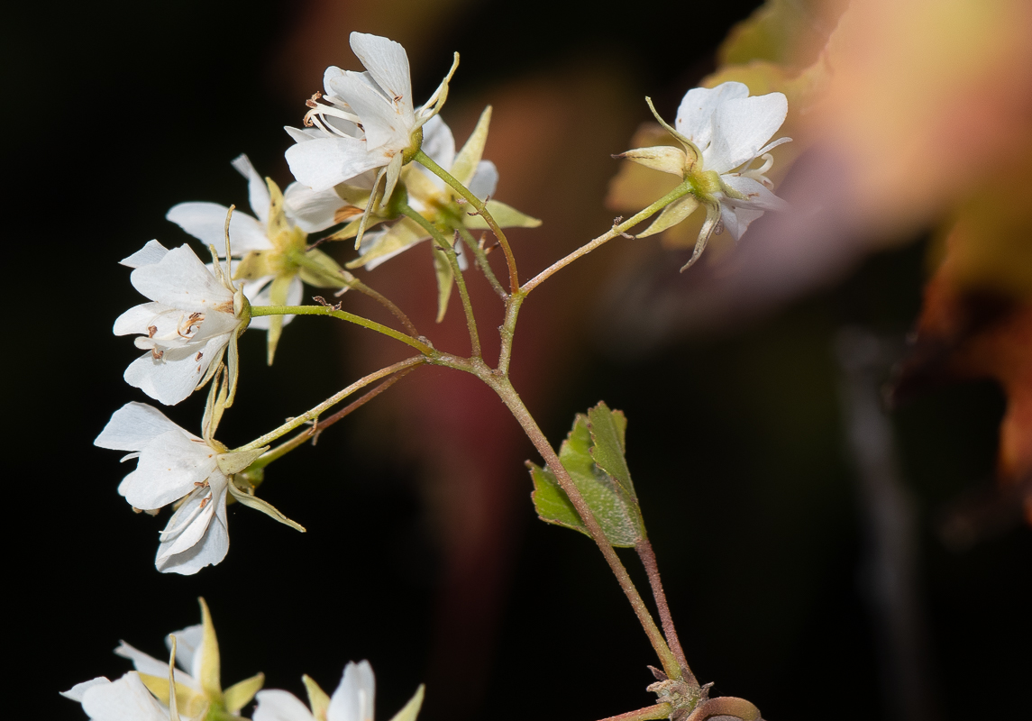 Image of Dombeya kirkii specimen.