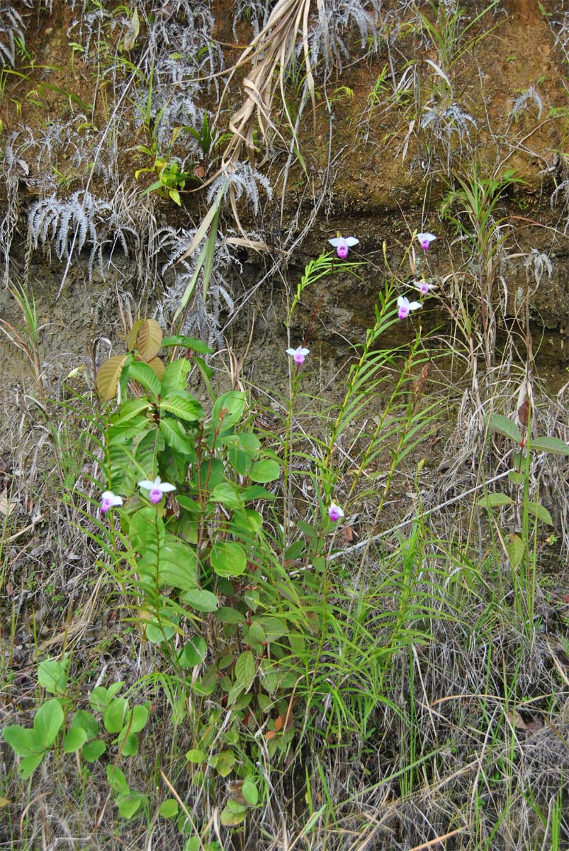 Image of Arundina graminifolia specimen.