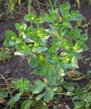 Euphorbia helioscopia. Цветущее растение. Татарстан, Бугульминский р-н. 25.06.2010.