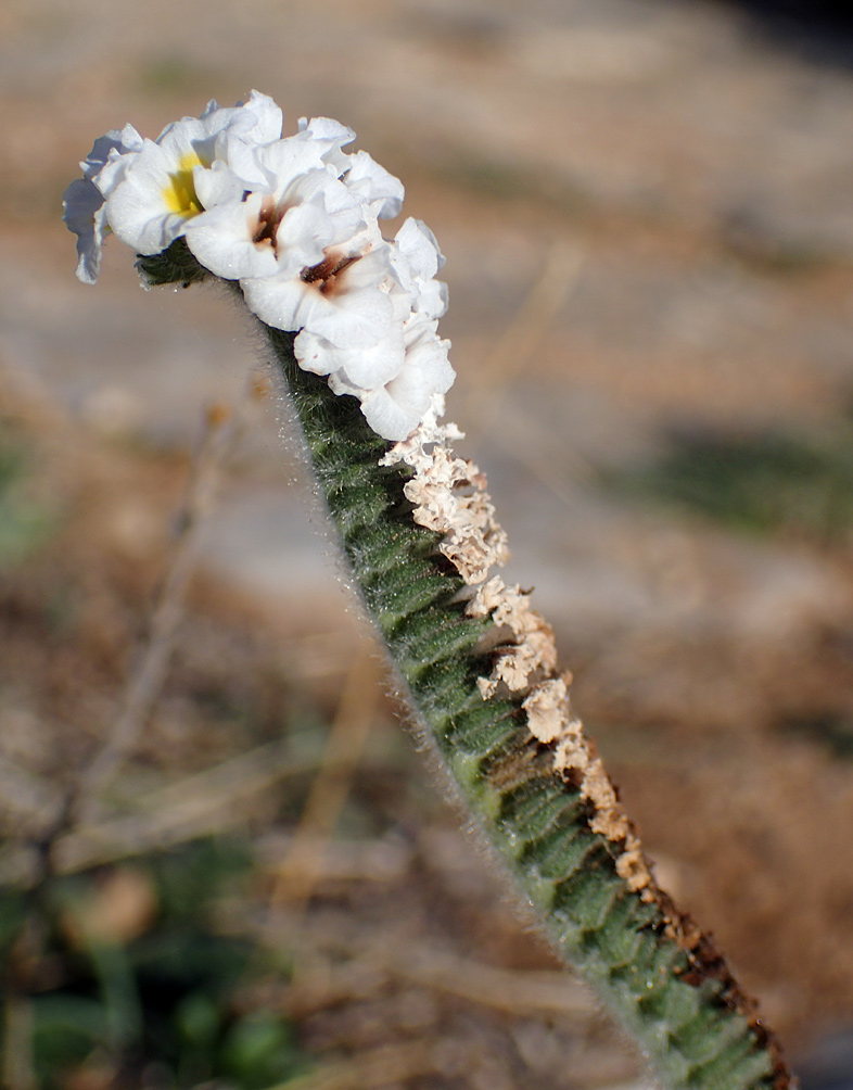 Изображение особи Heliotropium hirsutissimum.