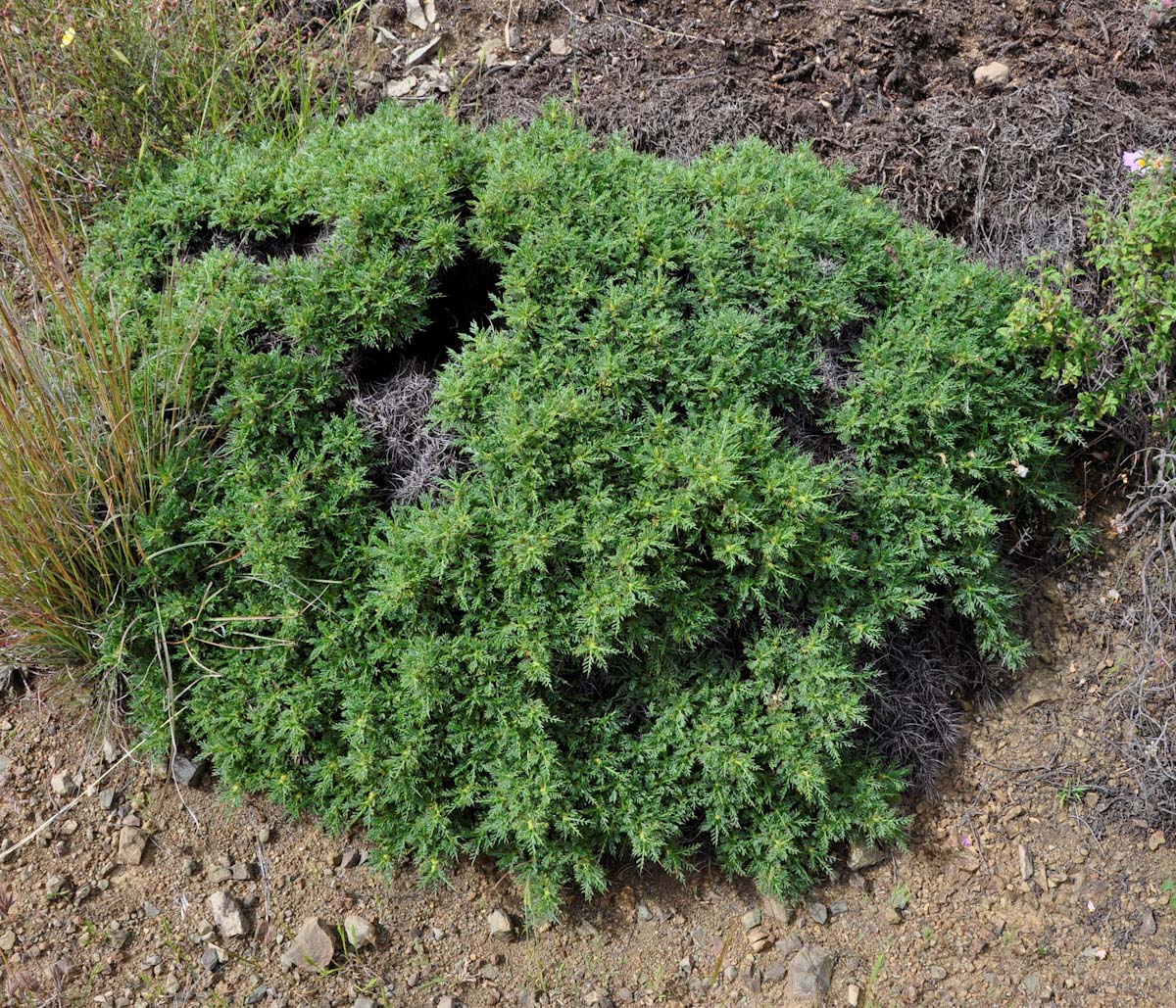 Изображение особи Astragalus echinus.