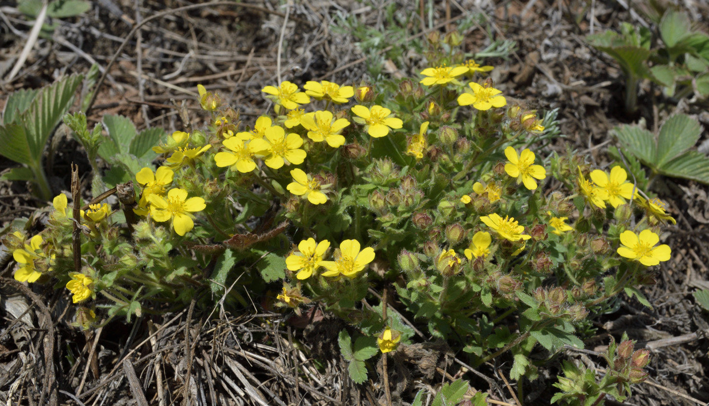 Image of Potentilla incana specimen.