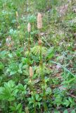 Equisetum sylvaticum