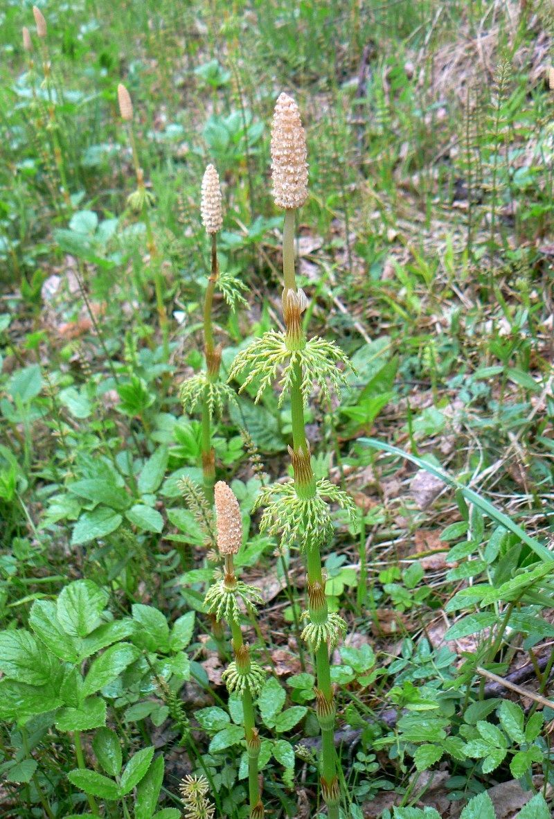 Изображение особи Equisetum sylvaticum.