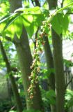 Pterocarya rhoifolia