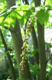 Pterocarya rhoifolia. Женское соцветие. Московская обл., Щёлковский р-н, в культуре. 16.05.2019.