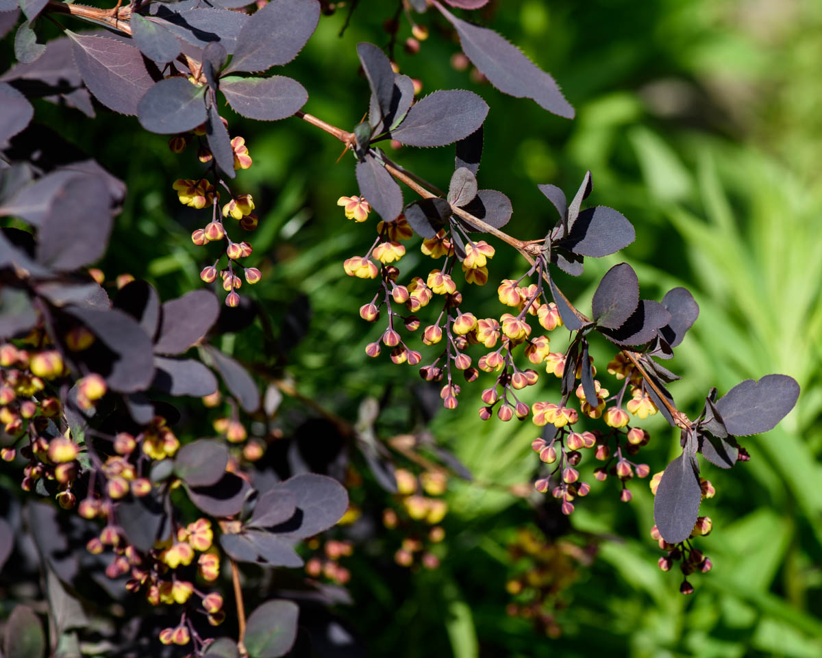 Image of Berberis vulgaris f. atropurpurea specimen.