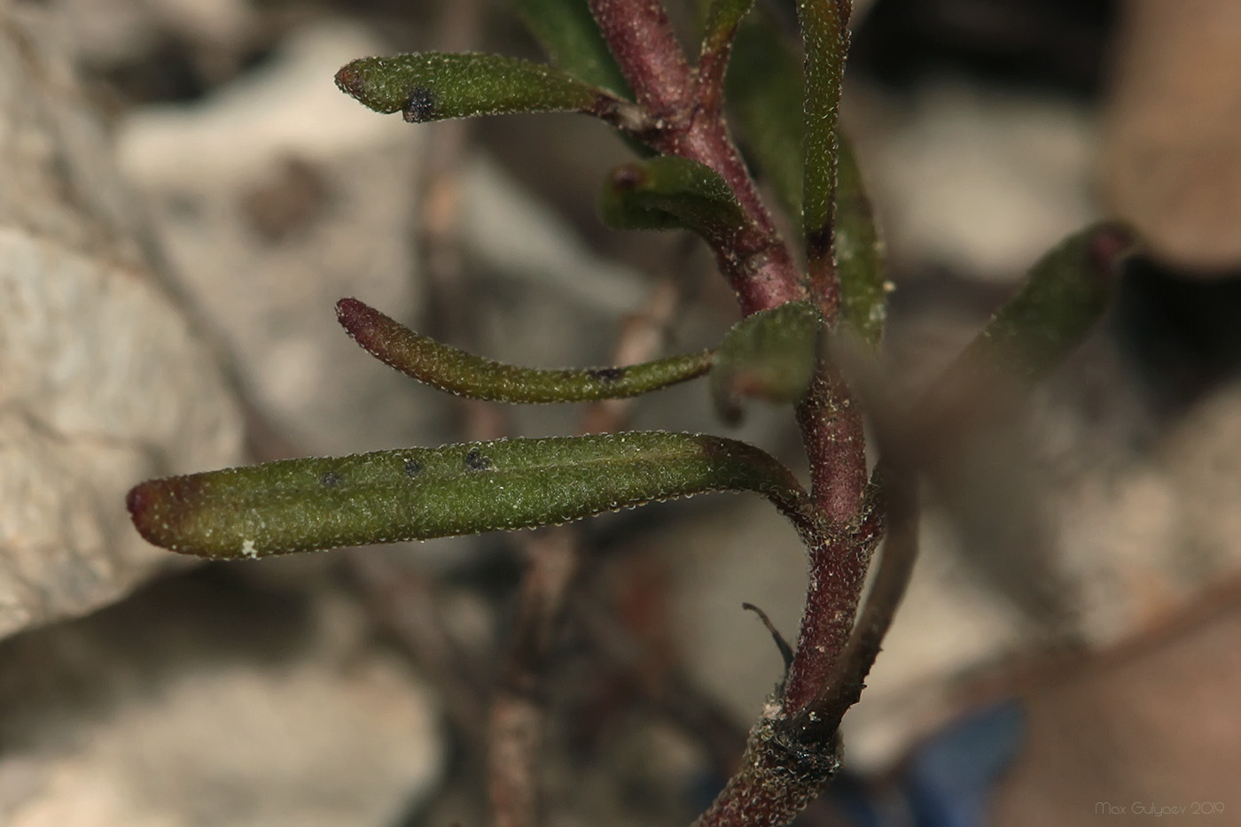 Image of Veronica taurica specimen.