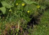 Ranunculus разновидность tuberculatus