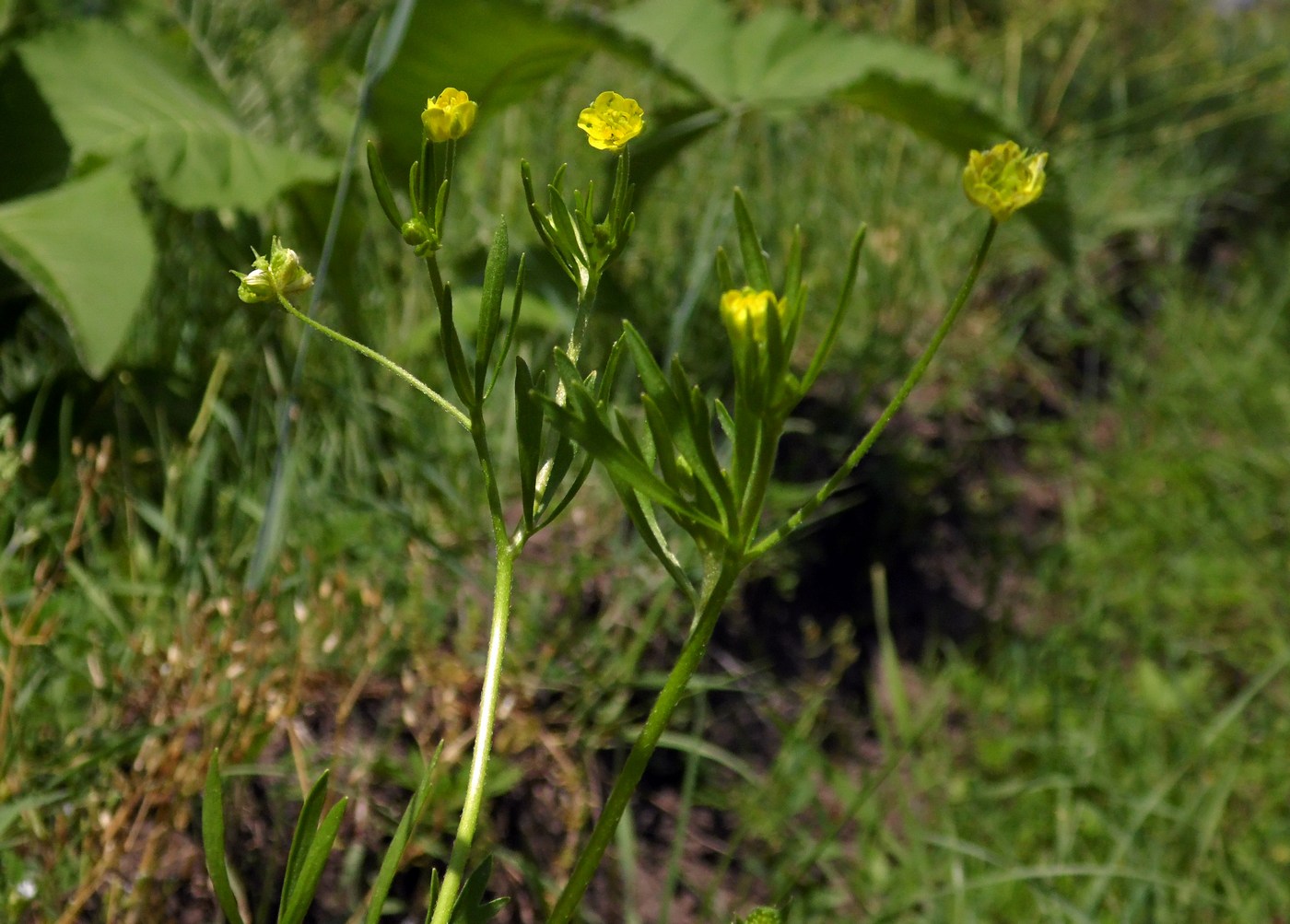 Изображение особи Ranunculus arvensis var. tuberculatus.