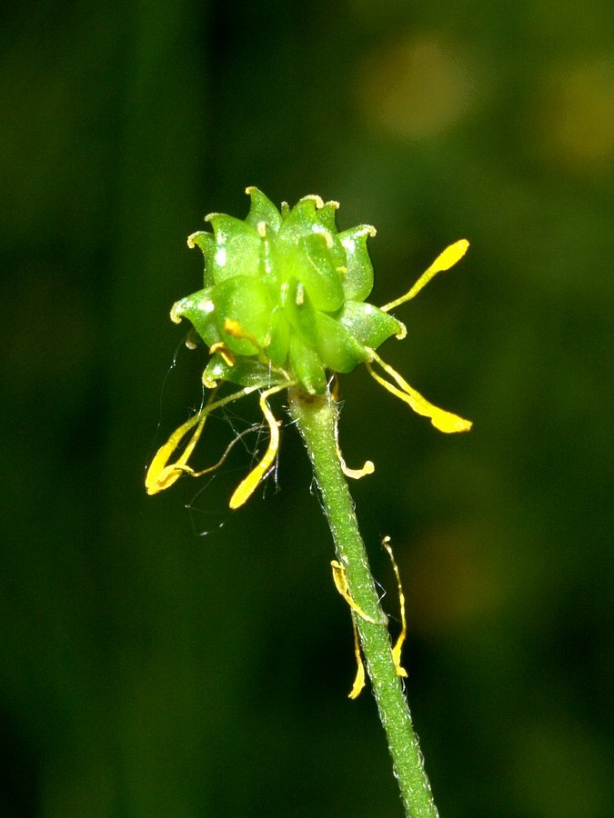 Image of Ranunculus glabriusculus specimen.