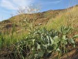 Crambe pinnatifida