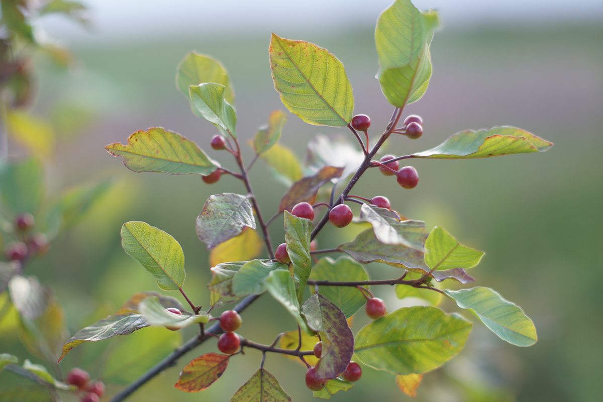 Изображение особи Frangula alnus.